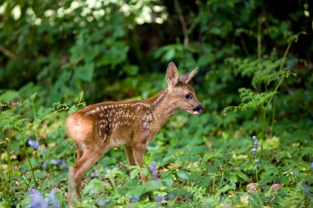 istock Roe Deer, capreolus capreolus, Fawn with Flowers, Normandy 1251673442
