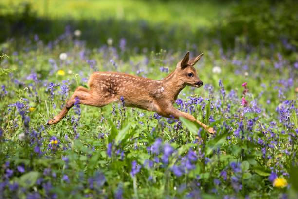 istock Roe Deer, capreolus capreolus, Fawn with Flowers, Normandy 1251673443