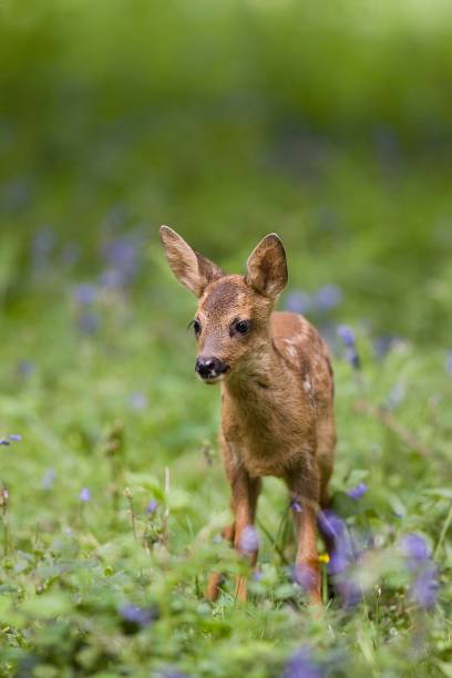 istock Roe Deer, capreolus capreolus, Fawn with Flowers, Normandy 1251673448