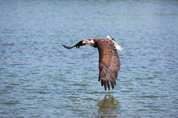 istock Bald Eagle, haliaeetus leucocephalus, Juvenile in Flight above Water 1251673461
