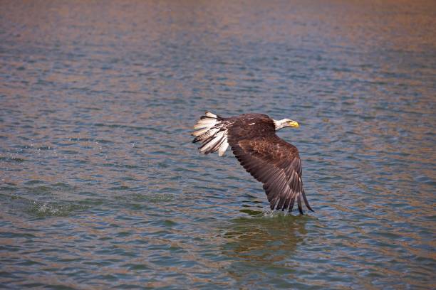 istock Bald Eagle, haliaeetus leucocephalus, Juvenile in Flight above Water 1251673463