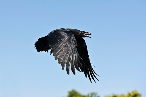 Common Raven, corvus corax, Adult in Flight against Blue Sky