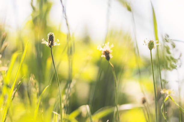 istock plantain in the grass 1251674424