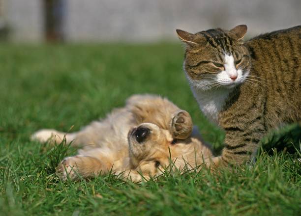 istock Golden Reviever Pup playing with Domestic Cat 1251674439