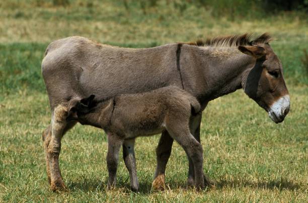 istock French Grey Donkey, Jenny and Foal suckling 1251674488