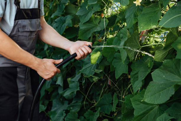 istock Happy farmer at work in greenhouse 1251674557