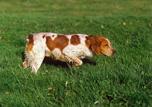 Brittany Spaniel Dog, Adult Pointing