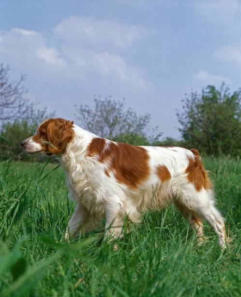 istock Brittany Spaniel Dog, Adult Pointing 1251674732