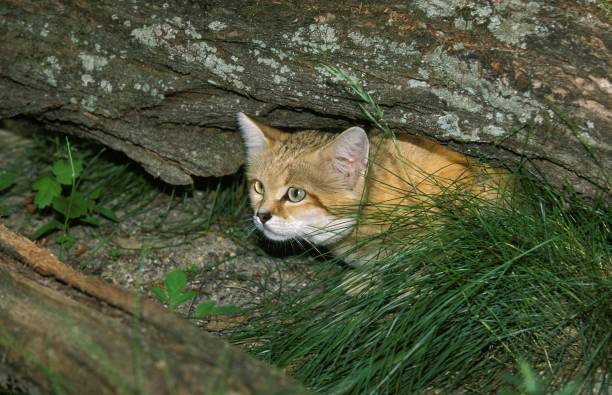 sand cat, felis margarita, adult hidding under branch - hidding imagens e fotografias de stock