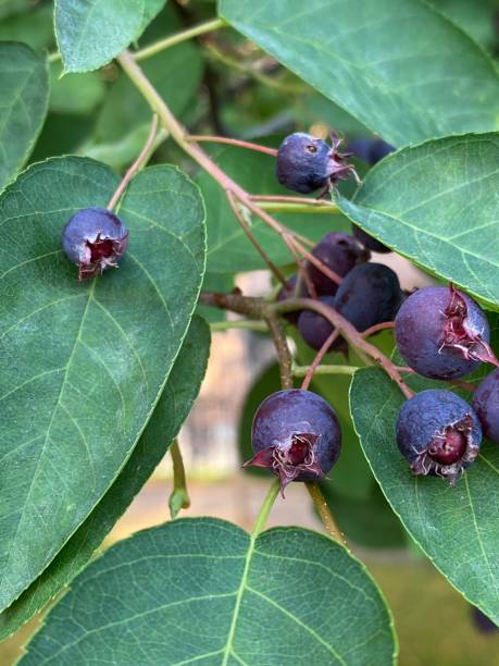 istock Closeup of purple berries in tree 1251675042