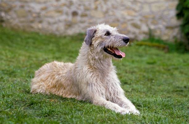 Irish Wolfhound, Adult laying on Grass