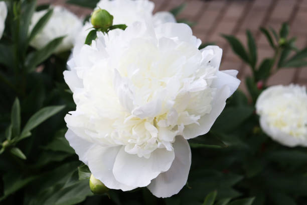 istock white peonies flowers in the garden 1251677605