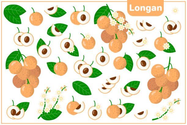 Set of vector cartoon illustrations with Longan exotic fruits, flowers and leaves isolated on white background Set of vector cartoon illustrations with whole, half, cut slice Longan exotic fruits, flowers and leaves isolated on white background longan stock illustrations