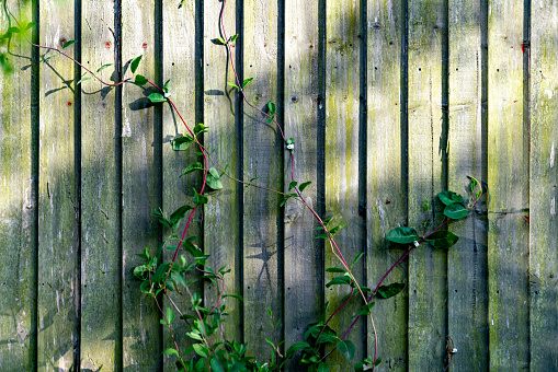 Honeysuckle trained up a wooden garden fence in an English domestic garden.