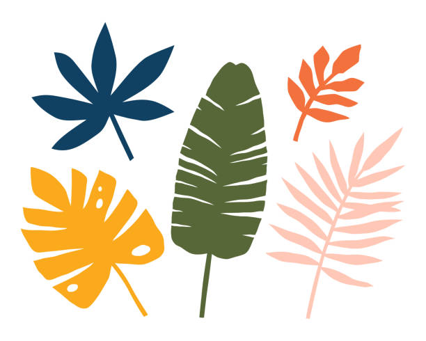 ilustrações, clipart, desenhos animados e ícones de conjunto de folhas tropicais abstratas, palmeiras, árvores. impressão da selva. - pattern coconut palm tree frond textile