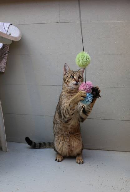istock funny playing cat with a toy 1251677981