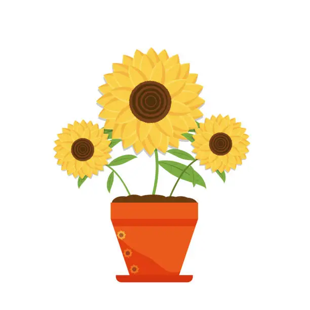 Vector illustration of Three yellow sunflower in the flower pot vector illustration, natural flora on a white background. Isolated sunflower on a white light background, summer bright.