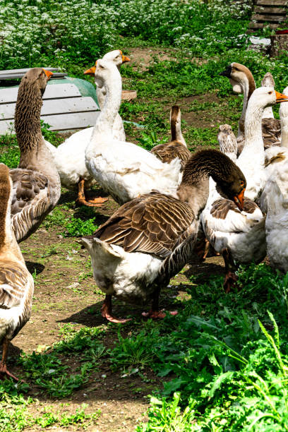 istock Kholmogory geese - a source of quality meat, fluff, fat and feathers. 1251678271