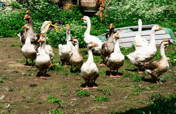 istock Kholmogory geese - a source of quality meat, fluff, fat and feathers. 1251678953