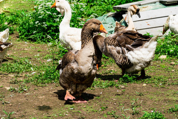 istock Kholmogory geese - a source of quality meat, fluff, fat and feathers. 1251678957
