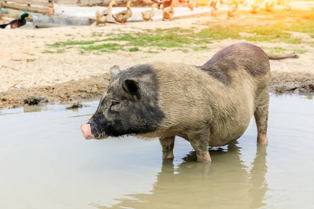 istock Cute little pig covered in mud. 1251679673