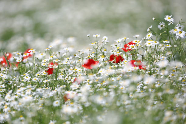 Wild daisies and poppies in spring