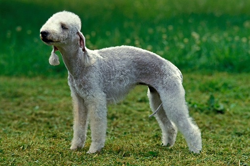 Bedlington Terrier, Adult standing on Grass