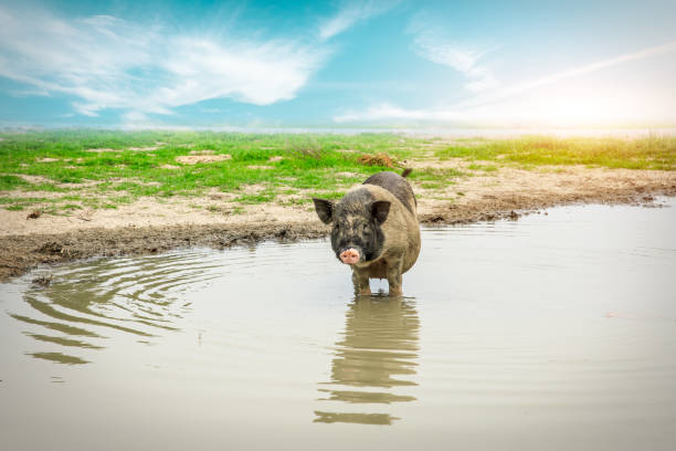Cute little pig covered in mud.