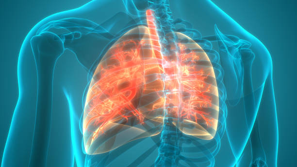 anatomia dos pulmões do sistema respiratório humano - human lung tuberculosis bacterium emphysema human trachea - fotografias e filmes do acervo