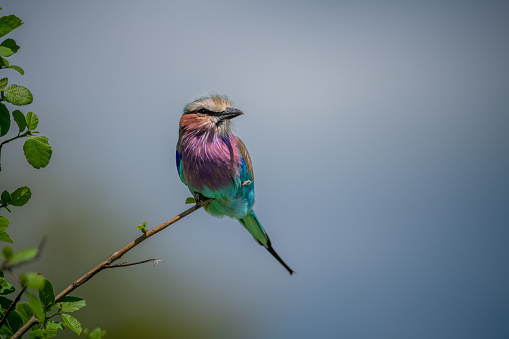 Lilac-breasted roller perches on branch of bush