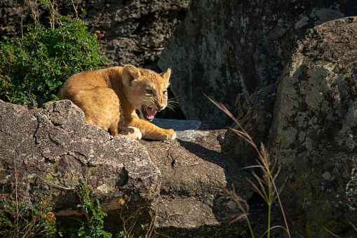 Lion cub lies snarling on sunlit rocks