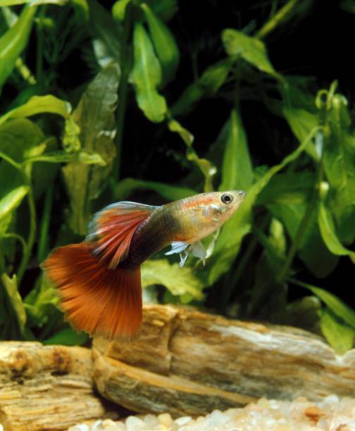 guppy, poecilia reticulata, mâle - guppy poisson photos et images de collection