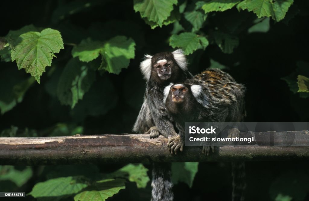Common Marmoset, callithrix jacchus, Adults standing on Branch Common Marmoset Stock Photo