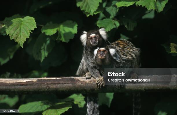 Common Marmoset Callithrix Jacchus Adults Standing On Branch Stock Photo - Download Image Now