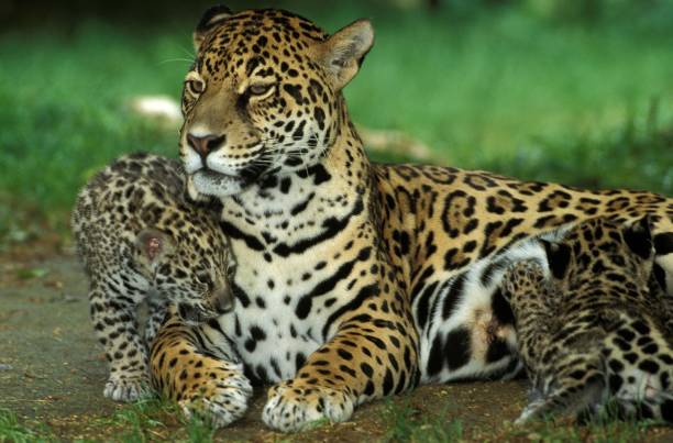 istock Jaguar, panthera onca, Female with Cub Slucking 1251686785