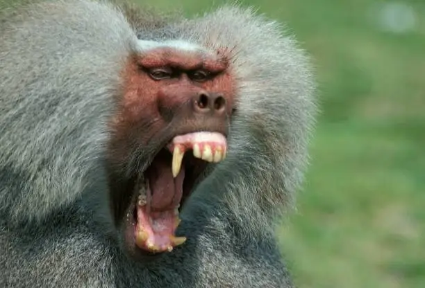 Hamadryas Baboon, papio hamadryas, Male with Open Mouth, Defensive Posture