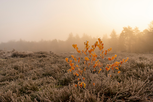 Heathland landscape with small birch trees with birght yellow leaves during a foggy sunrise at the start of a cold autumn day in the Veluwe nature reserve in Gelderland, The Netherlands.