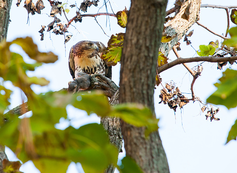 Caught, Squirrel prey in talons of red tailed hawk on tree branch.