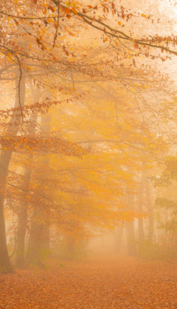 istock Path through a foggy Beech tree landscape during a beautiful fall morning 1251687930