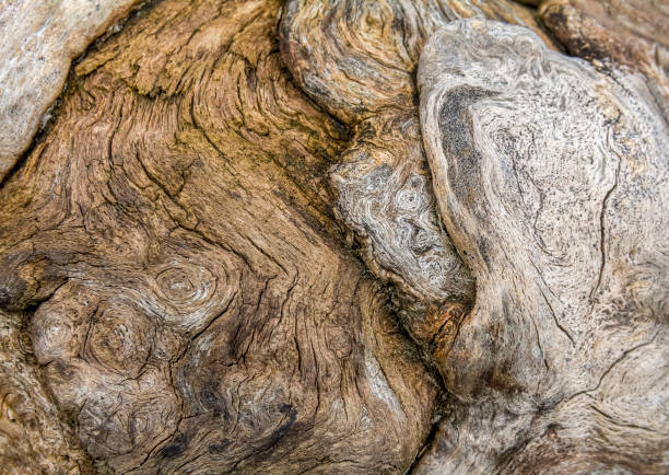 full frame natural burl wood closeup