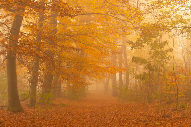 istock Path through a foggy Beech tree landscape during a beautiful fall morning 1251688089