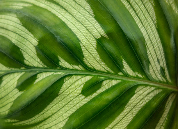 istock Calathea makoyana leaf closeup 1251688125