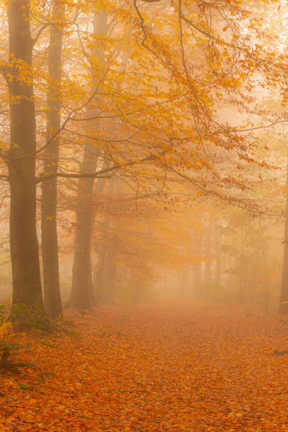istock Path through a foggy Beech tree landscape during a beautiful fall morning 1251688308