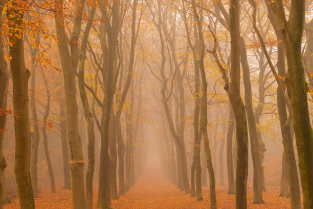 istock Path through a foggy Beech tree landscape during a beautiful fall morning 1251688452
