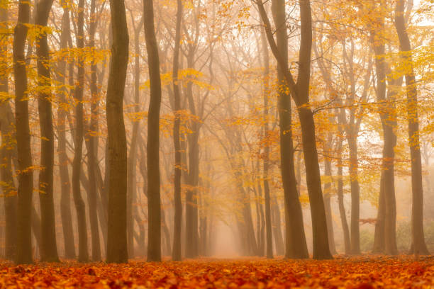 istock Path through a foggy Beech tree landscape during a beautiful fall morning 1251688476