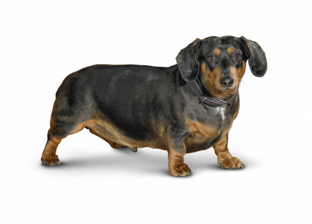 dachshund dog portrait - dachshund dog reliability animal imagens e fotografias de stock