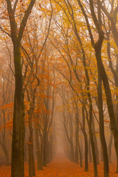 istock Path through a foggy Beech tree landscape during a beautiful fall morning 1251688668