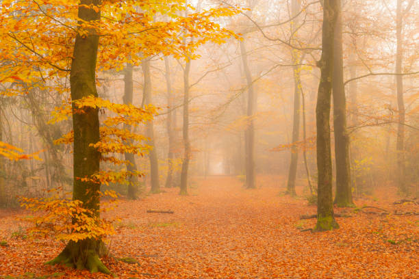 istock Path through a foggy Beech tree landscape during a beautiful fall morning 1251688717