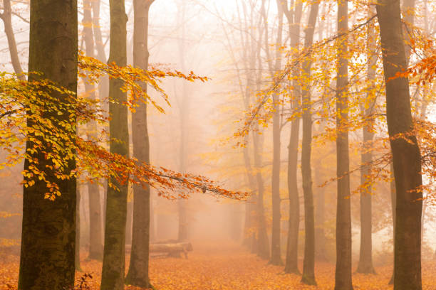 Path through a foggy Beech tree landscape during a beautiful fall morning in the Veluwe nature reserve in Gelderland, The Netherlands.