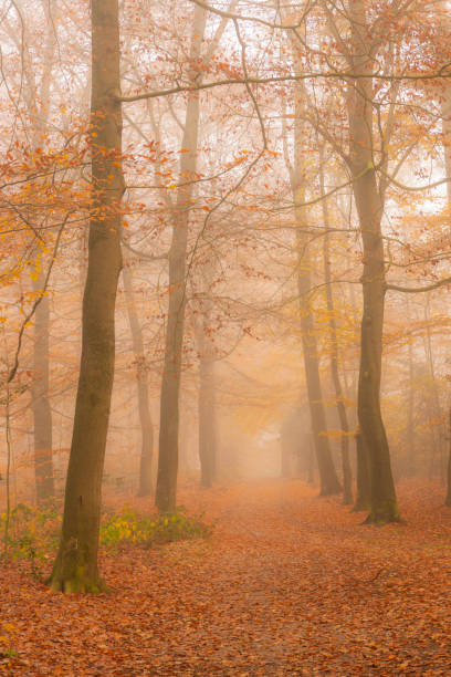 istock Path through a foggy Beech tree landscape during a beautiful fall morning 1251688964